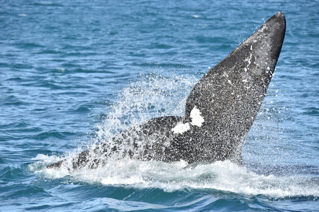 Cuantas Personas Entran En Una Ballena